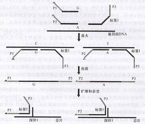 丁香实验推荐阅读