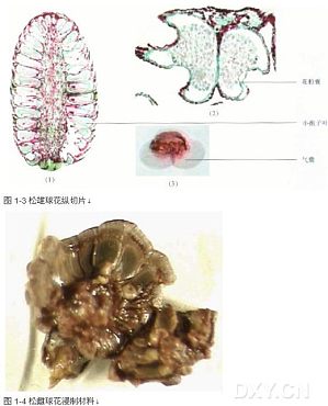 丁香实验推荐阅读