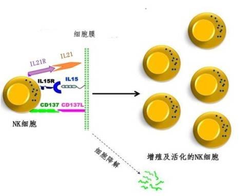 丁香实验推荐阅读