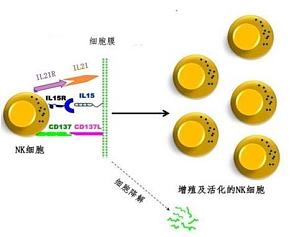 丁香实验推荐阅读