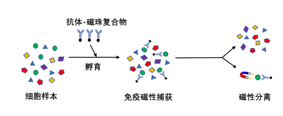 丁香实验推荐阅读