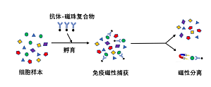 丁香实验推荐阅读
