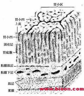 丁香实验推荐阅读