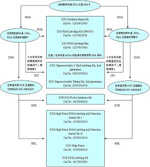 丁香实验推荐阅读