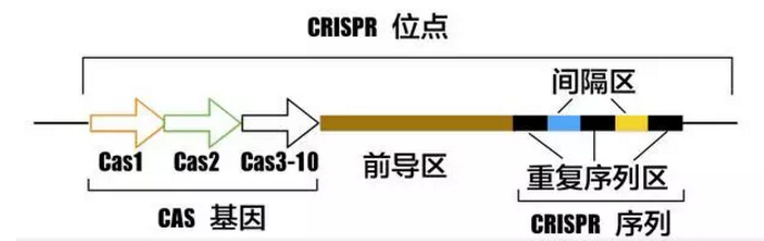 丁香实验推荐阅读