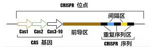 丁香实验推荐阅读