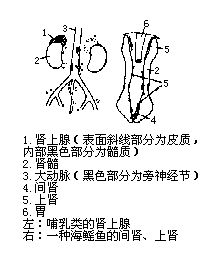 丁香实验推荐阅读