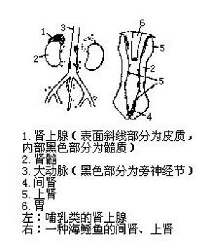 丁香实验推荐阅读