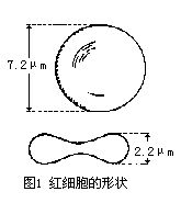 丁香实验推荐阅读