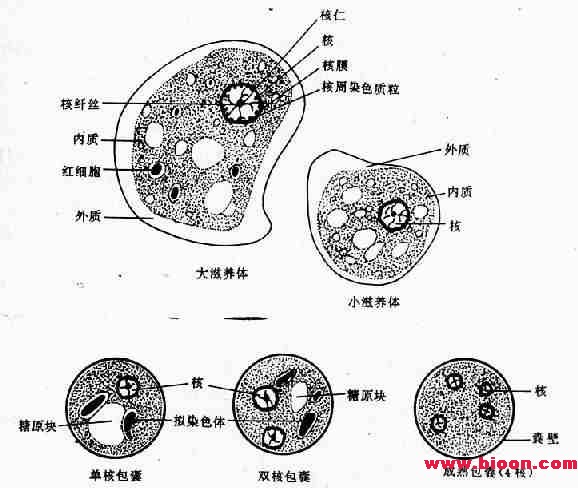 丁香实验推荐阅读