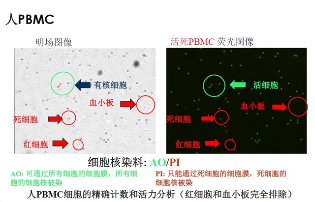 丁香实验推荐阅读