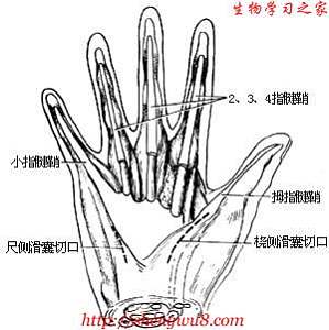 丁香实验推荐阅读