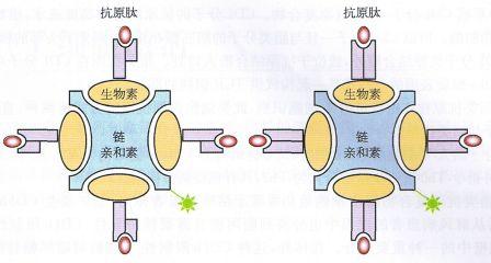 丁香实验推荐阅读