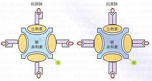 丁香实验推荐阅读