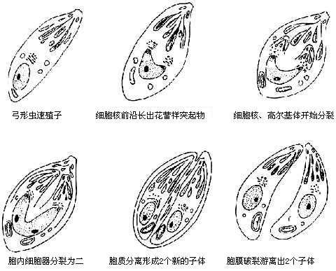 丁香实验推荐阅读