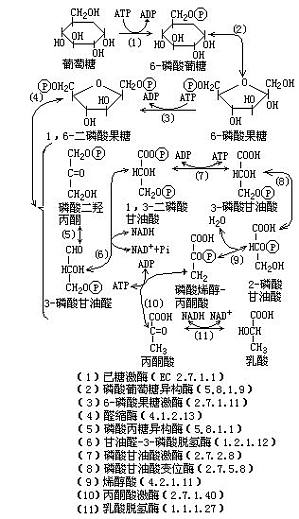 丁香实验推荐阅读