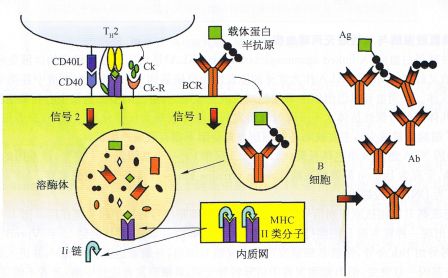 丁香实验推荐阅读