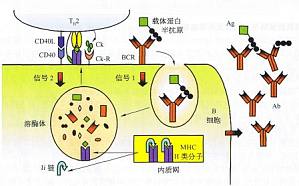 丁香实验推荐阅读
