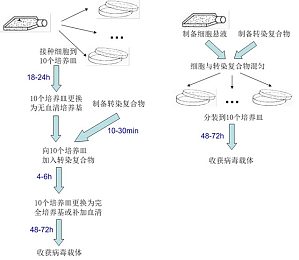 丁香实验推荐阅读