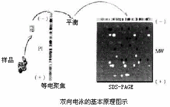 丁香实验推荐阅读