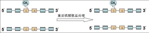 丁香实验推荐阅读