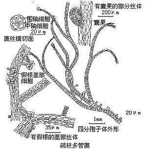 丁香实验推荐阅读