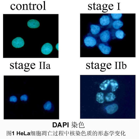 丁香实验推荐阅读