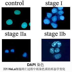 丁香实验推荐阅读