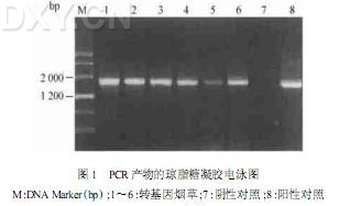 丁香实验推荐阅读