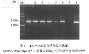 丁香实验推荐阅读