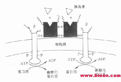 丁香实验推荐阅读