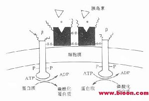 丁香实验推荐阅读