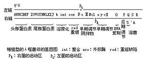 丁香实验推荐阅读