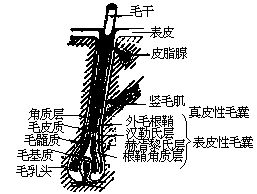 丁香实验推荐阅读