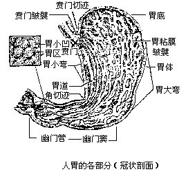 丁香实验推荐阅读