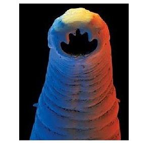 丁香实验推荐阅读