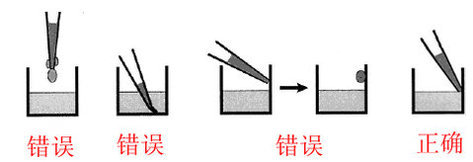 丁香实验推荐阅读