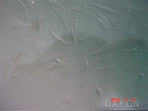 丁香实验推荐阅读