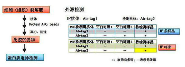 丁香实验推荐阅读