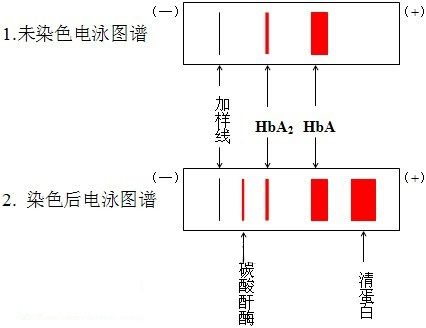 丁香实验推荐阅读