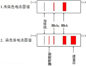 丁香实验推荐阅读