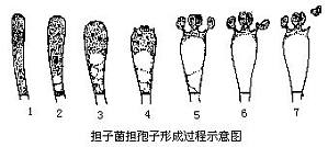 丁香实验推荐阅读