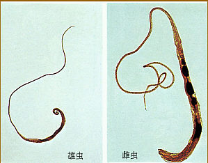 丁香实验推荐阅读