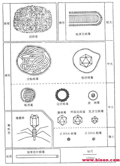 丁香实验推荐阅读