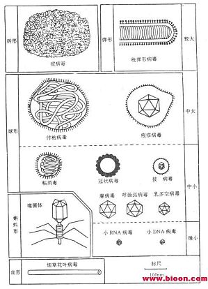丁香实验推荐阅读