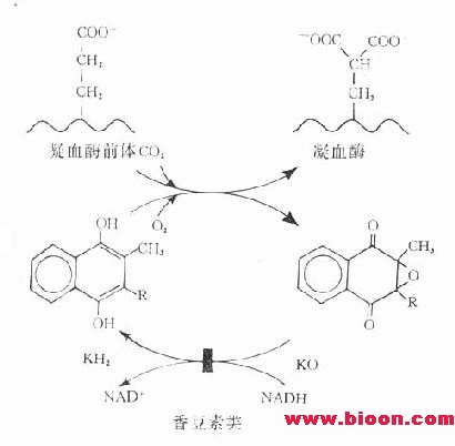 丁香实验推荐阅读