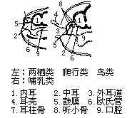 丁香实验推荐阅读