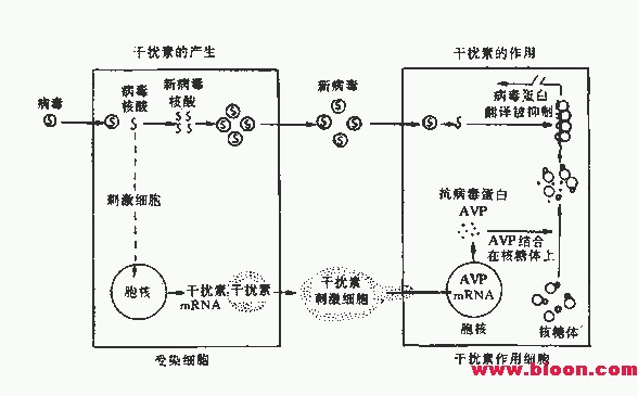 丁香实验推荐阅读