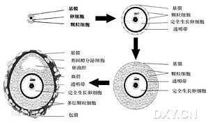 丁香实验推荐阅读