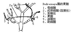 丁香实验推荐阅读